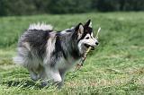 CHIEN FINNOIS DE LAPONIE 146
